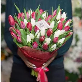 51 красный и белый тюльпан