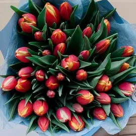 51 красный с желтой каймой тюльпан