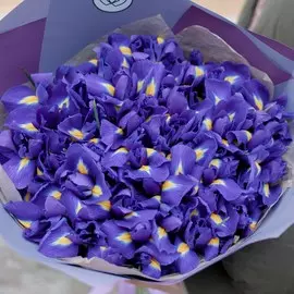 51 синий ирис