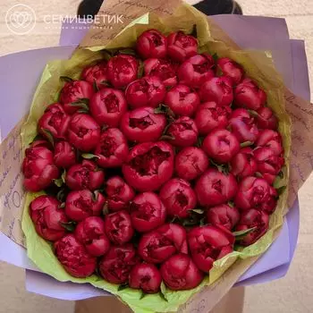 51 темно-малиновый пион Standart