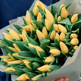 51 жёлтый тюльпан