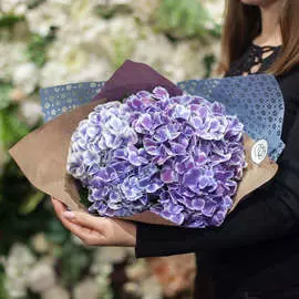 5 фиолетовых гортензий с белой каймой