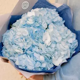 5 голубых гортензий