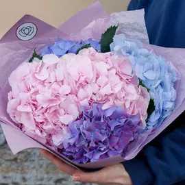 5 гортензий микс