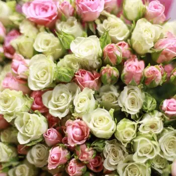 5 кустовых бело-кремовых роз 40 см