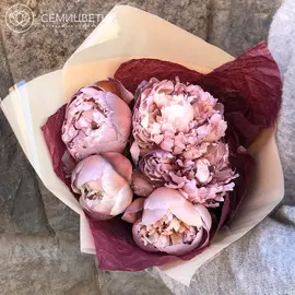 5 пионов Брауни Premium