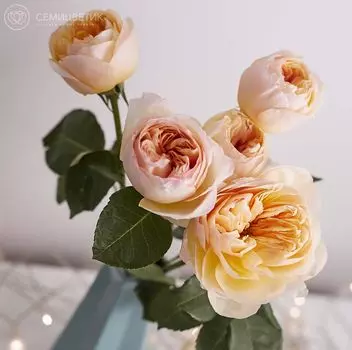 5 пионовидных роз Джульетта 50 см