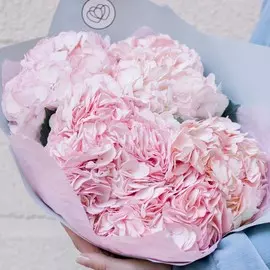 5 розовых гортензий