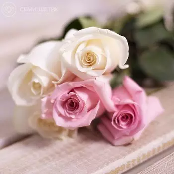 5 розовых и белых роз 50 см