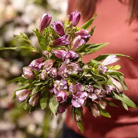 7 фиолетовых альстромерий