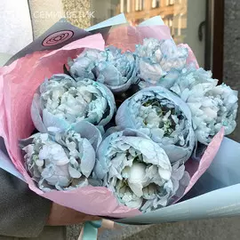 7 голубых пионов Premium