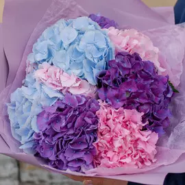7 гортензий микс в ярких тонах