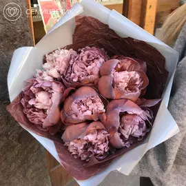 7 пионов Брауни Premium