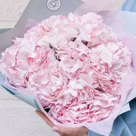 7 розовых гортензий