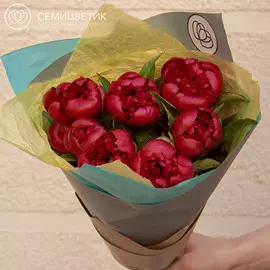 7 темно-малиновых пионов Standart