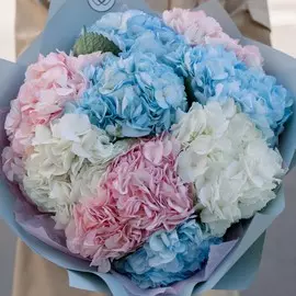 9 гортензий микс в нежных тонах
