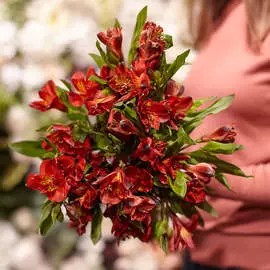 9 красных альстромерий_NEW1