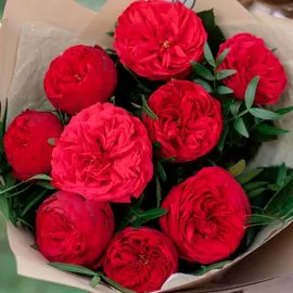 9 красных одноголовых пионовидных роз Red Piano 40 см с фисташкой