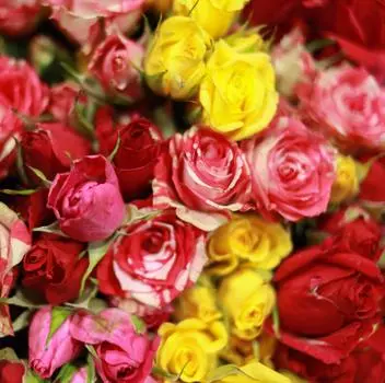 9 кустовых цветных роз 40 см