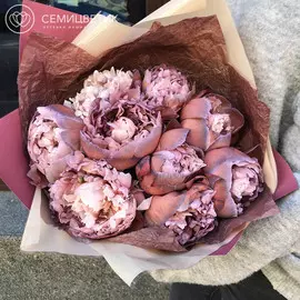 9 пионов Брауни Premium