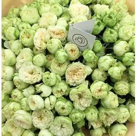 Бело-фисташковые пионовидные розы Blanchette 40 см опт