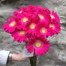 Букет из 15 гербер мини