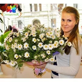 Букет из 51 ромашки кустовой