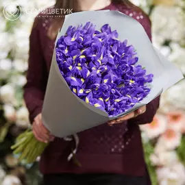 Букет из 51 синего ириса в дизайнерской пленке