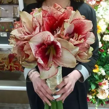 Букет из 5 красно-белых амариллисов
