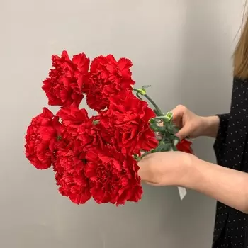Букет из 7 красных гвоздик