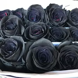 Черные розы