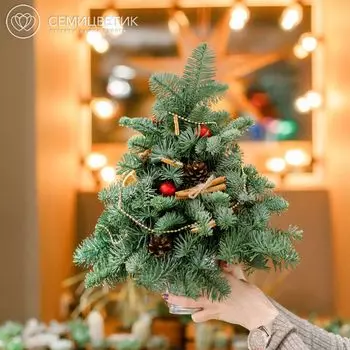 Елка 25 см с апельсином и корицей