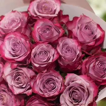 Фиолетовые розы с сиреневой каймой 40 см Premium