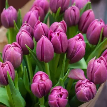 Фиолетовые тюльпаны