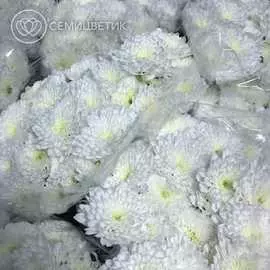 Хризантемы кустовые