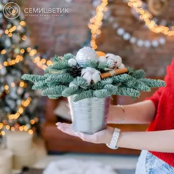 Композиция с елью, мандарином и хлопком в кашпо