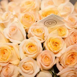 Кремовые розы Tiffany 50 см