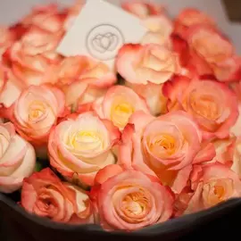 Кремовые с красной каймой розы Cabaret 60 см опт