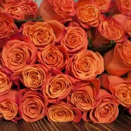 Оранжево-красные розы Orange Crush 60 см