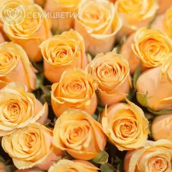 Персиковые розы 40 см Premium