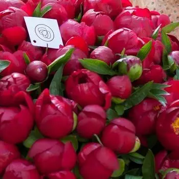 Пионы бордовые