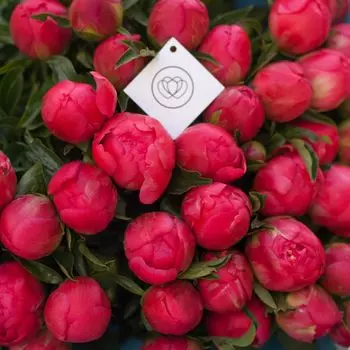 Пионы коралловые