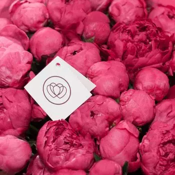 Пионы малиновые