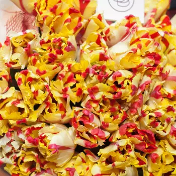 Попугайчатые желто-красные тюльпаны