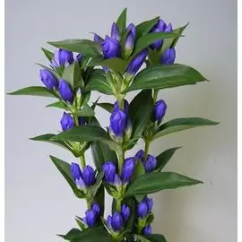 Россыпь Гентиана