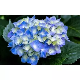 Россыпь Гортензия Бело-голубая