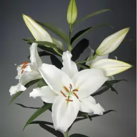 Россыпь Лилия Крупная Восточная Микс