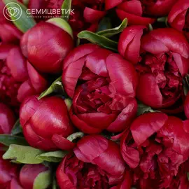 Россыпь Пион Premium Бордовый