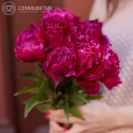 Россыпь Пион Premium Сливовый