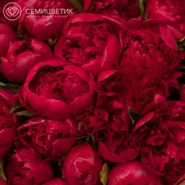 Россыпь пион Standart бордовый